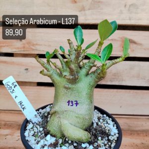 Seleção Arabicum RDF - L137