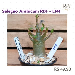Seleção Arabicum RDF - L141