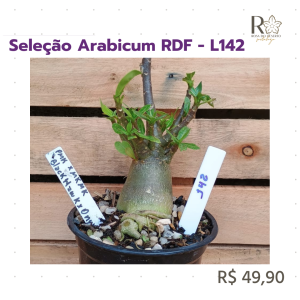 Seleção Arabicum RDF - L142