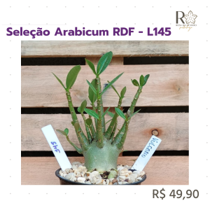Seleção Arabicum RDF - L145