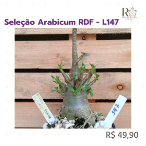 Seleção Arabicum RDF - L147