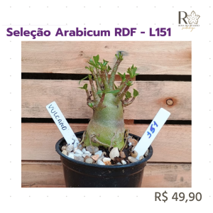 Seleção Arabicum RDF - L151
