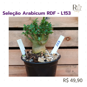 Seleção Arabicum RDF - L153