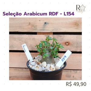 Seleção Arabicum RDF - L154