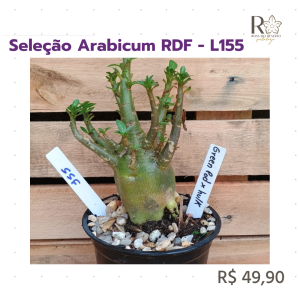 Seleção Arabicum RDF - L155