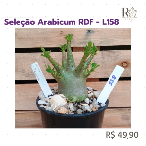 Seleção Arabicum RDF - L158