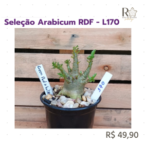 Seleção Arabicum RDF - L170