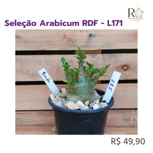 Seleção Arabicum RDF - L171