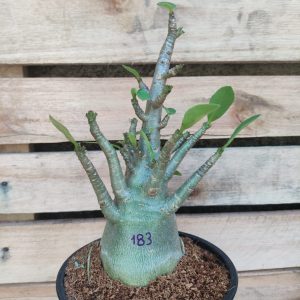 Seleção Arabicum RDF - L183