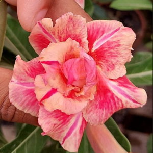 Rosa do Deserto Baby - Rosa Do Deserto KR 222 - RDF Baby - RDF Fortaleza