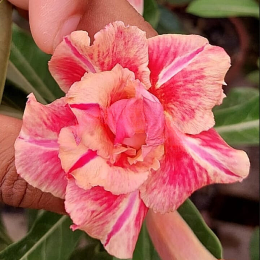 Rosa do Deserto Baby - Rosa Do Deserto KR 222 - RDF Baby - RDF Fortaleza
