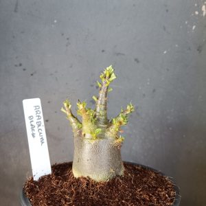 Pré Venda Arabicum Black (12 meses)