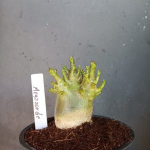 Pré Venda Arabicum megazord (12 meses)