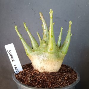 Pré Venda Arabicum Super Fast (12 meses)