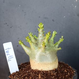 Pré Venda Arabicum Turtle (12 meses)