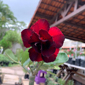Rosa do Deserto Baby - Rosa do Deserto Black Beauty II - RDF Baby - RDF Fortaleza