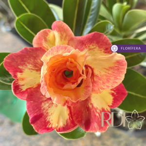 Rosa do Deserto Baby - Rosa do Deserto Colorfull - RDF Baby - RDF Fortaleza