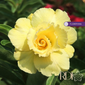 Rosa do Deserto Baby - Rosa do Deserto Ultimate Yellow - RDF Baby - RDF Fortaleza