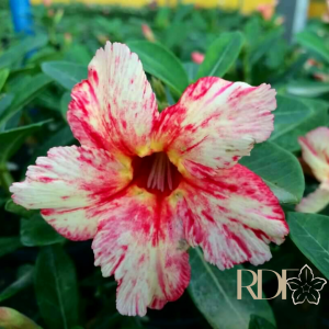 Pré Venda Rosa Do Deserto Virulina