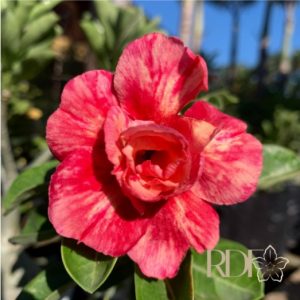 Rosa do Deserto Baby - Rosa do Deserto Orange Essence - RDF Baby - RDF Fortaleza