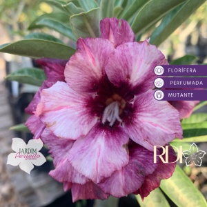 Rosa do Deserto Baby - Rosa do Deserto Grape Ice - RDF Baby - RDF Fortaleza