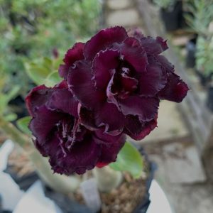 Rosa do Deserto Baby - Rosa do Deserto Black bearl (RC539) - RDF Baby - RDF Fortaleza