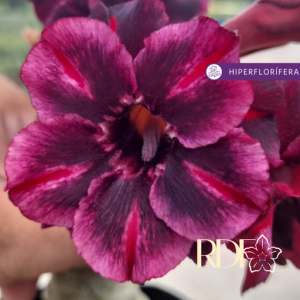 Rosa do Deserto Baby - Rosa do Deserto Black Shadu - RDF Baby - RDF Fortaleza