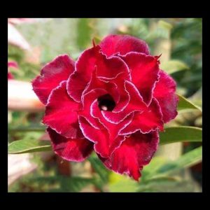 Pré Venda Rosa do Deserto Chili Vermilion