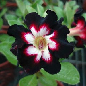Baby - Rosa do Deserto Black love II