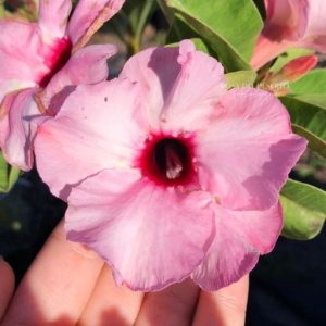 Rosa do Deserto Baby - Rosa do Deserto Lucky Pink - RDF Baby - RDF Fortaleza