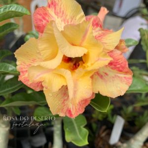 Rosa do Deserto Baby - Rosa do Deserto Eternal Summer - RDF Baby - RDF Fortaleza