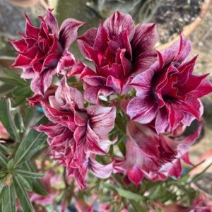 Baby - Rosa do Deserto Mademoiselle