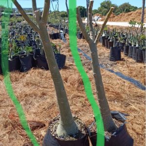 Rosa do Deserto Fantastic - Caudex Anaconda - Iury