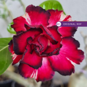Rosa do Deserto Baby - Rosa do Deserto Imperador - RDF Baby - RDF Fortaleza