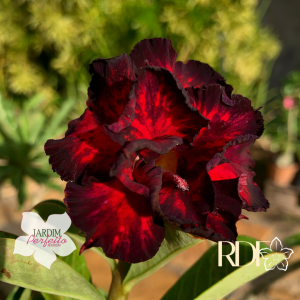 Rosa do Deserto Baby - Rosa do Deserto Flame Runner - RDF Baby - RDF Fortaleza