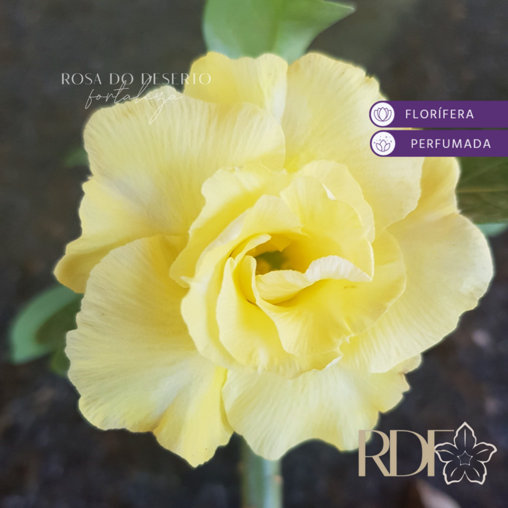 Rosa do Deserto Baby - Rosa do Deserto Yellow Masterpice - RDF Baby - RDF Fortaleza