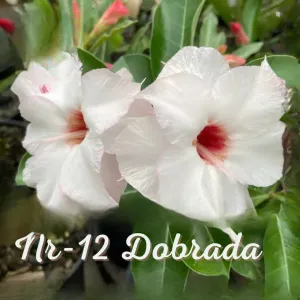 Pré Venda - Rosa Do Deserto NR 12 Dobrada
