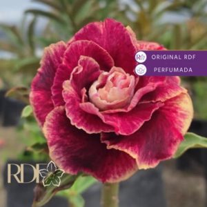 Rosa do Deserto Baby - Rosa Do Deserto Chocolate Cake - RDF Baby - RDF Fortaleza