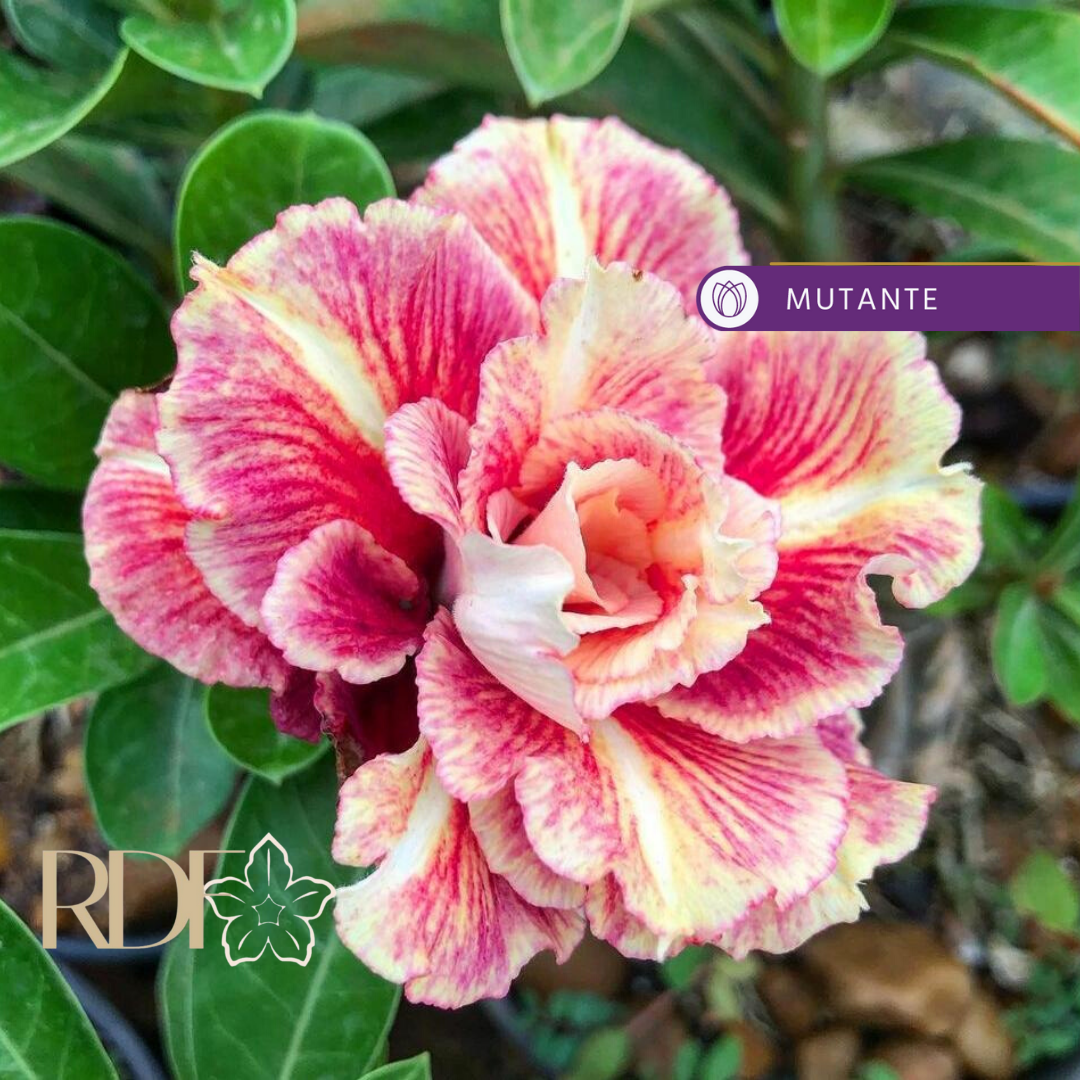 Rosa do Deserto Baby - Rosa do Deserto Sicilia - RDF Baby - RDF Fortaleza
