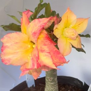 Rosa do Deserto Baby - Rosa do Deserto New Yellow - RDF Baby - RDF Fortaleza
