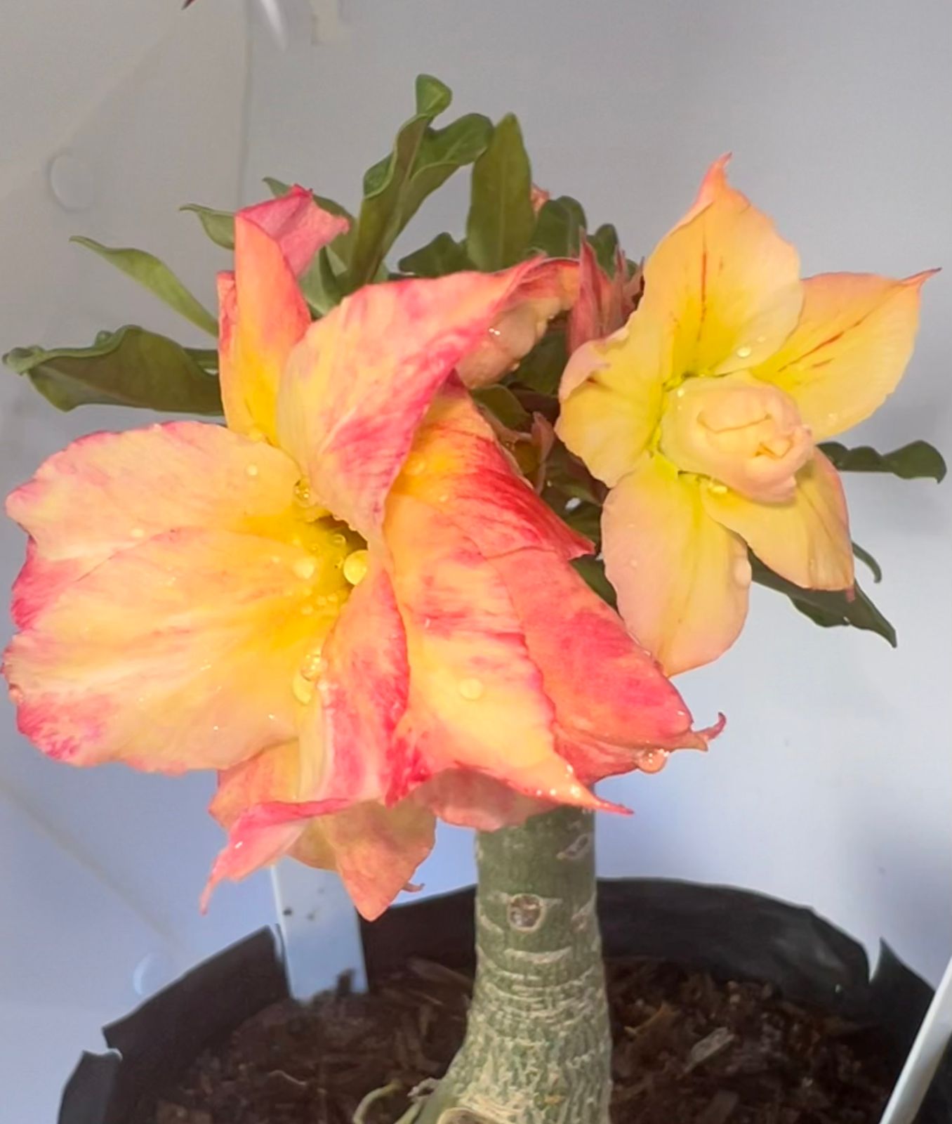 Rosa do Deserto Baby - Rosa do Deserto New Yellow - RDF Baby - RDF Fortaleza