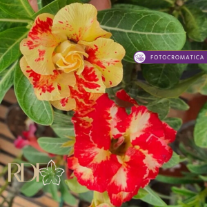 Baby - Rosa do Deserto Cinderella