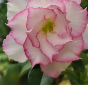 Rosa do Deserto Baby - Rosa do Deserto Queen - RDF Baby - RDF Fortaleza