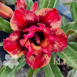 Rosa do Deserto Baby - Rosa do Deserto Arashi - RDF Baby - RDF Fortaleza