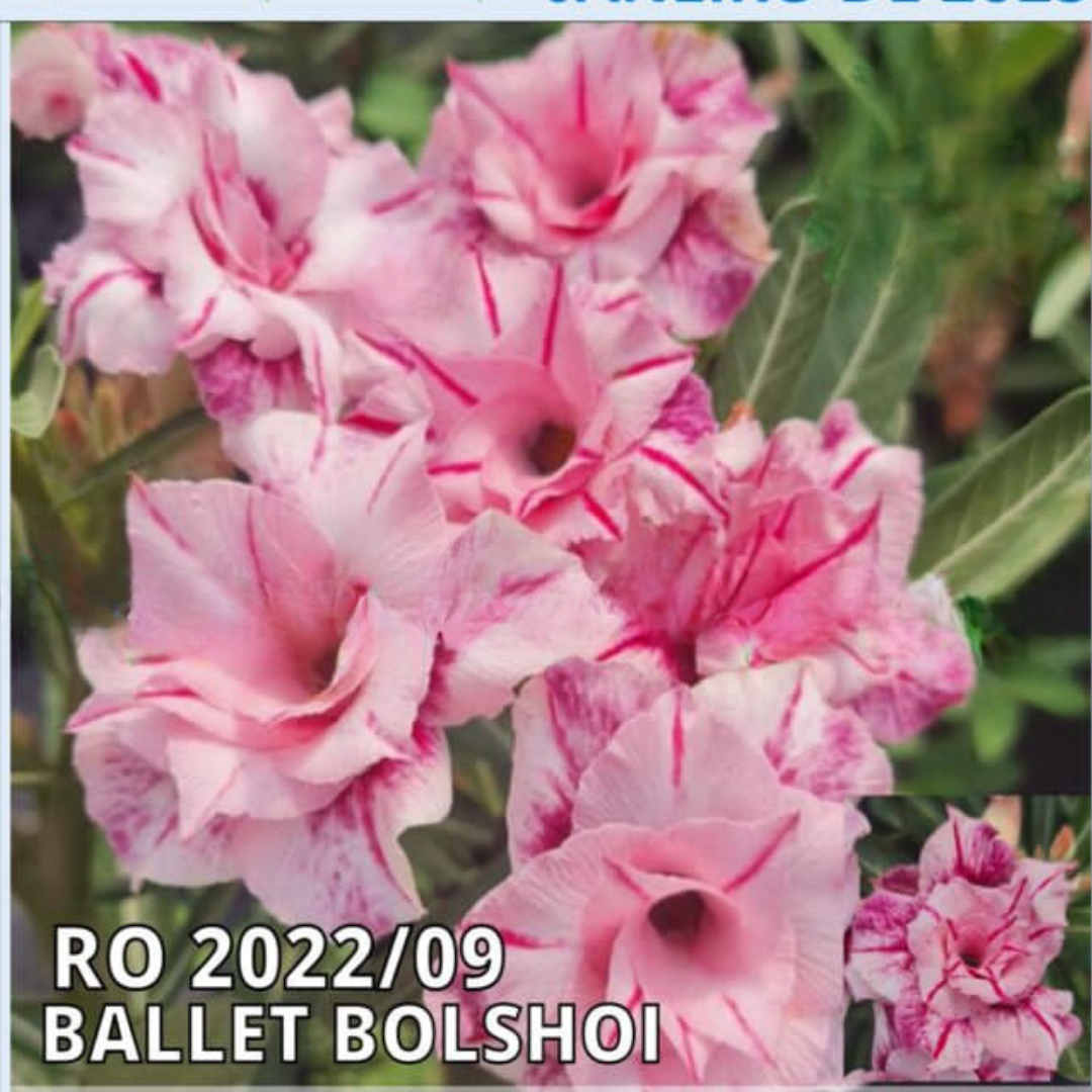 Rosa do Deserto Baby - Rosa do Deserto Ballet Bolshoi - RDF Baby - RDF Fortaleza