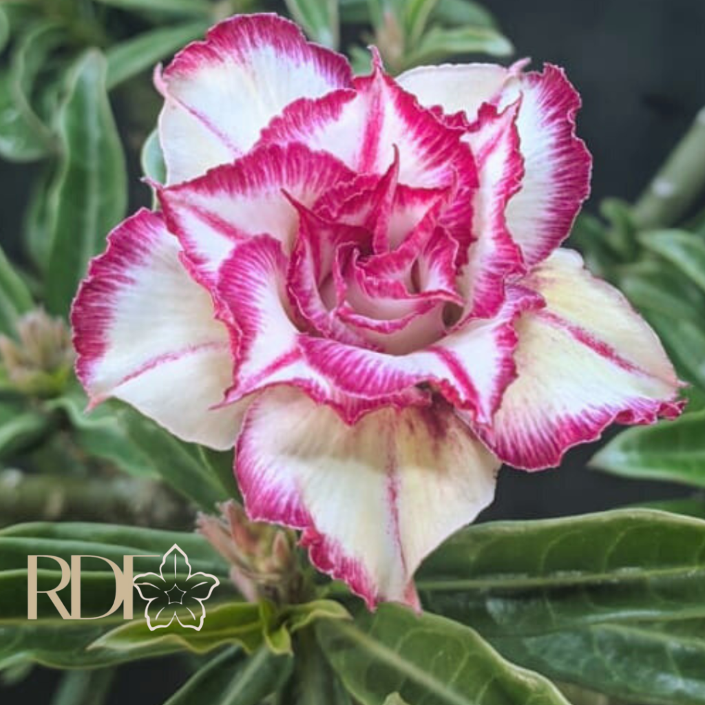 Rosa do Deserto Baby - Rosa do Deserto Giulia - RDF Baby - RDF Fortaleza