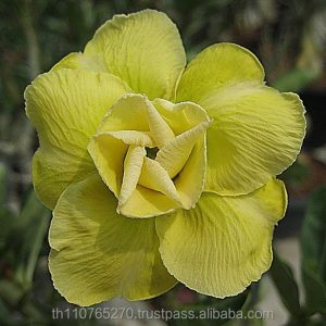 Baby - Rosa do Deserto Lua