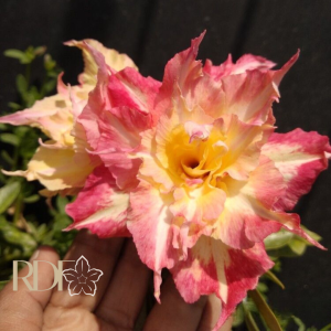 Rosa do Deserto Baby - Rosa do Deserto Wealthy - RDF Baby - RDF Fortaleza