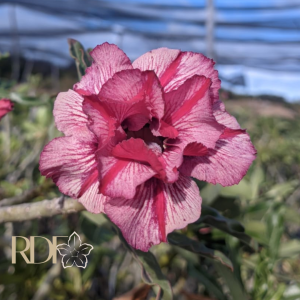 Rosa do Deserto Baby - Rosa do Deserto Infinit Dobrada - RDF Baby - RDF Fortaleza