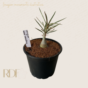 Pré Venda Rosa do Deserto Arabicum Crispum x Nova Tanzânia